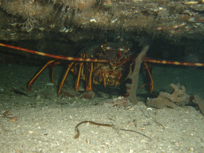 monster crawfish.JPG